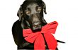 Sketch of Santa Christmas dog