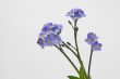 Forget me nots