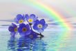Forget me not
