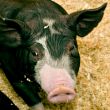 Got Bacon?