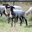 two sheep
