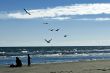 Feeding the seagulls