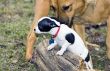 Bullies