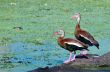 Duck for Lunch?