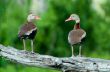 Ducks on branch