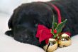 Puppy Christmas present