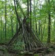 Tree Branch Teepee