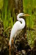 Snowy Egret and Cypress Knees