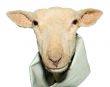 Lamb