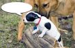 Talking dog