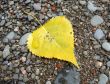 Yellow Leaf on the Beach