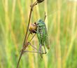  Supper of a locust