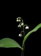 Spring flower