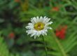 Camomile