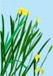 Wild yellow iris