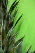 Agave green