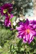 Pink dahlia