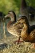 Two Brown Ducks