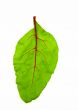 Baby beet leaf