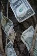 money on trees