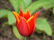 red tulip