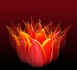 Tulip fire