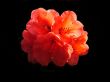 Rhododendron