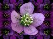 Hellebore