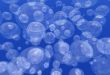 Bubbles