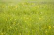 Meadow
