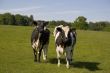 Cows