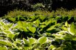 Hosta