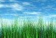 Grass and sky