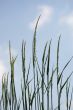 Grass and sky