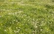 Wildflowers