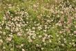 Wildflower meadow