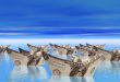Dollar boats