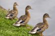 Ducks