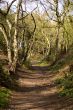 Woodland