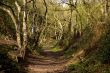 woodlands