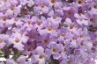 Buddleia