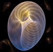 Magnetic fields