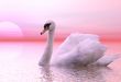 Swan