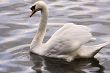 Swan