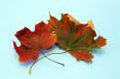 Fall leaves