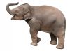Baby elephant