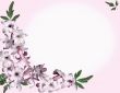 Background pink flowers