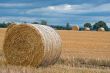 Harvest