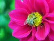 Bee and dahlia
