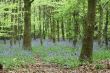 Bluebell wood